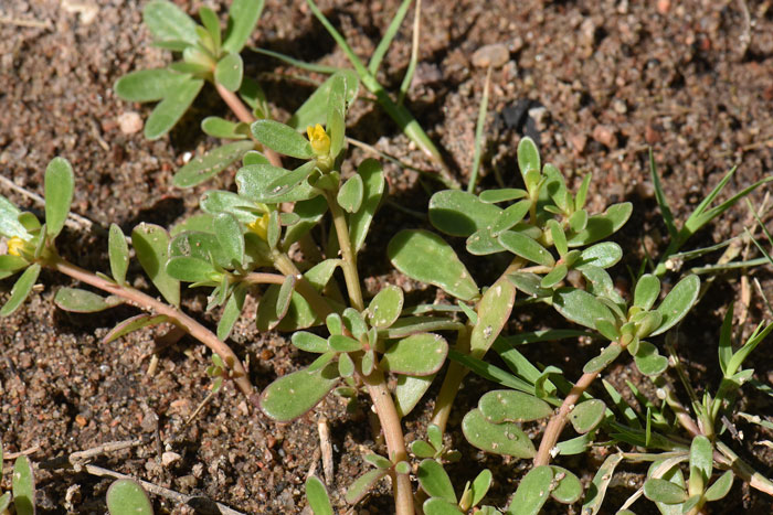 Portulaca oleracea, Common Purslane Portulaca oleracea, Common Purslane